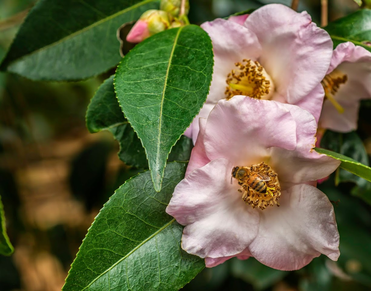 Bee on a pink camellia