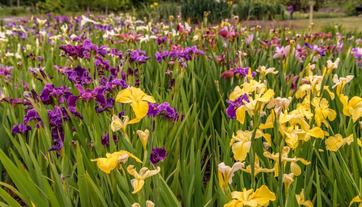 Violet and yellow irises