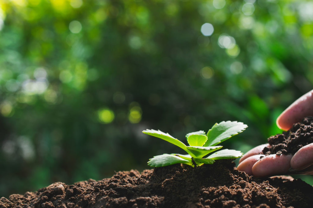 Close up of hand holding dirt near plant