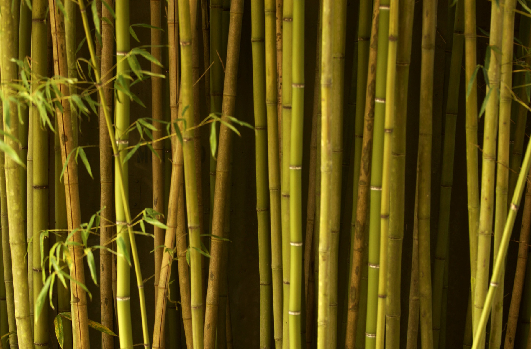 Bamboo