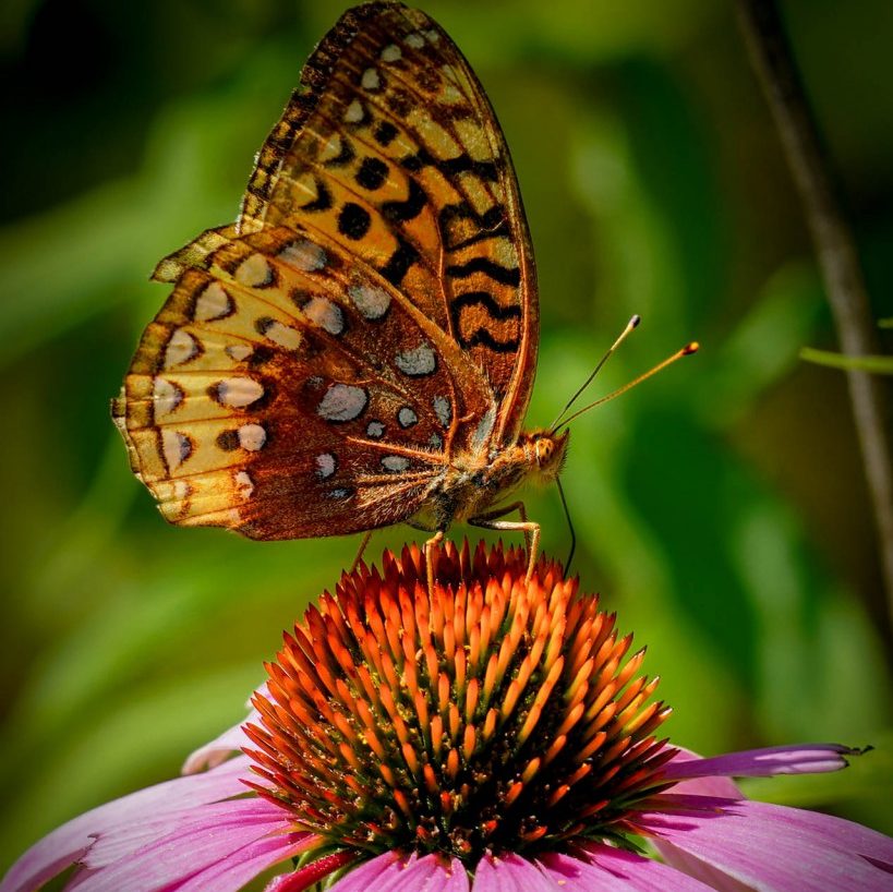 Butterfly on Purple Cone Flower