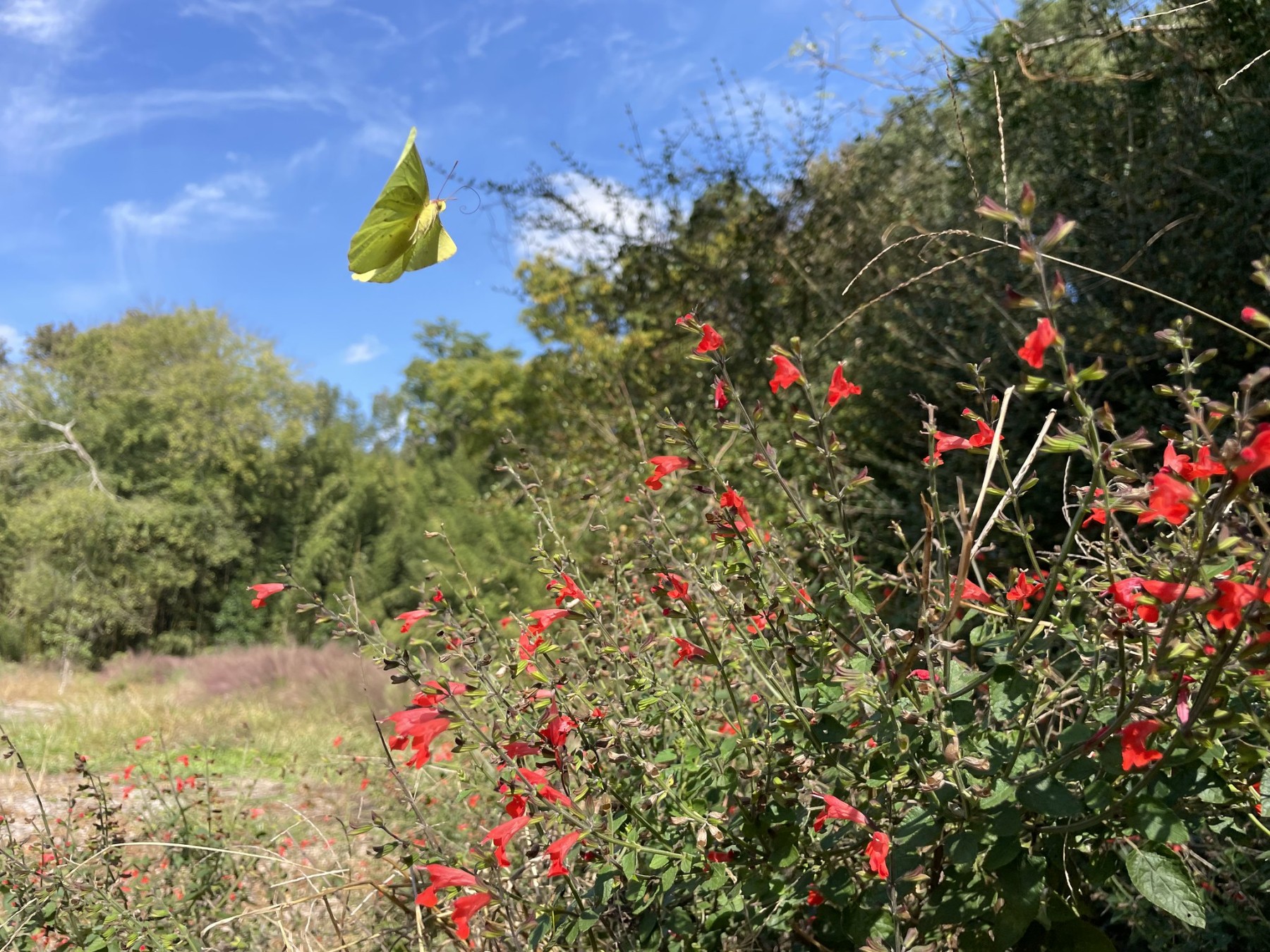 Native Plant Trails