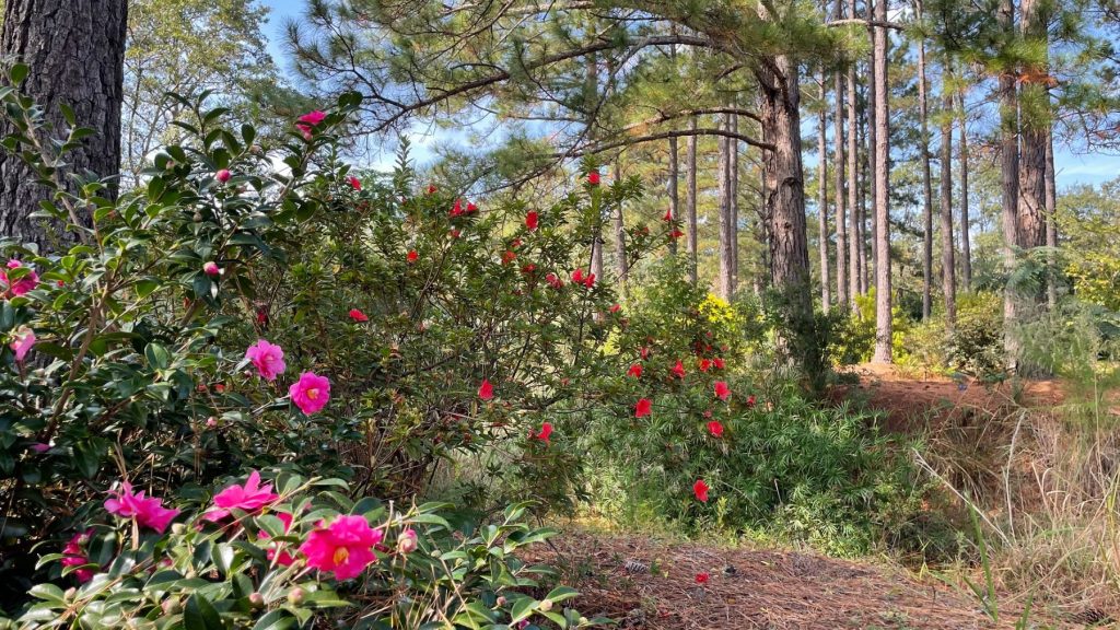 Woodland Shade Garden