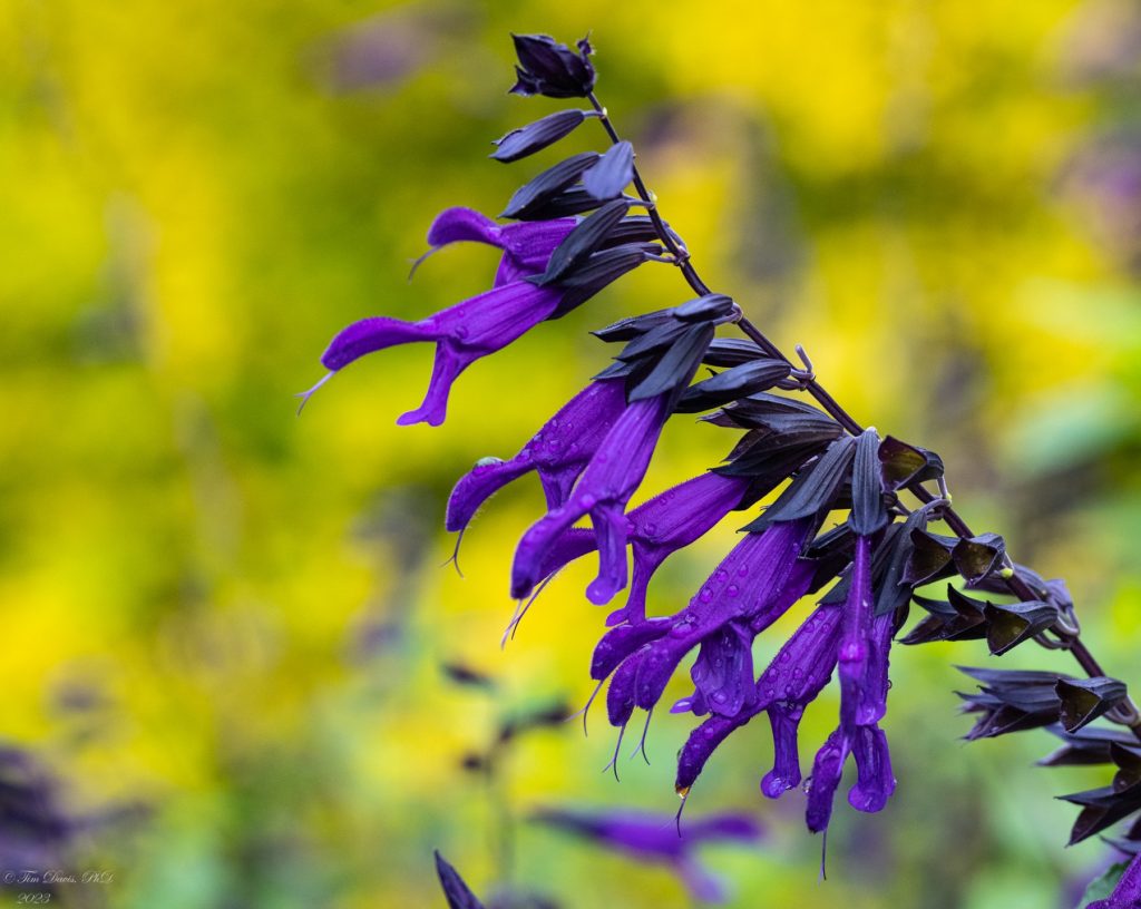 Vibrant purple blooms on a stem.