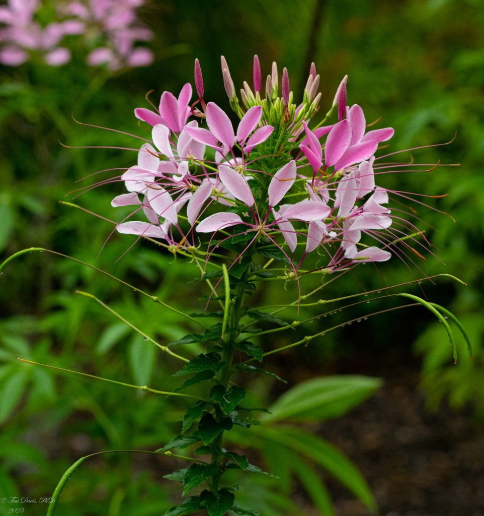 A blooming flower with delicate light and dark pink petals.