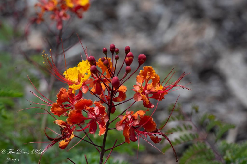 Clusters of vibrant orange, yellow, and red petals on thin and spindly stemps.