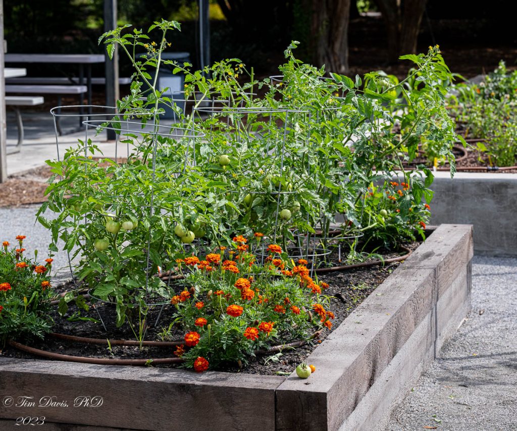 The Science Behind Splitting Tomatoes Unveiling Nature S Quirks   DSC 7668 1024x854 