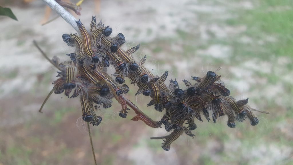 The Connection Between Milkweed and Monarch Butterflies