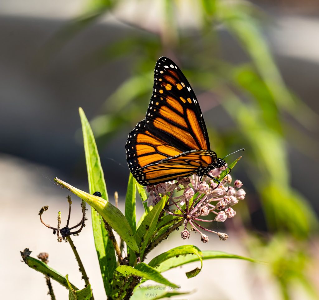 monarch butterflies on milkweed