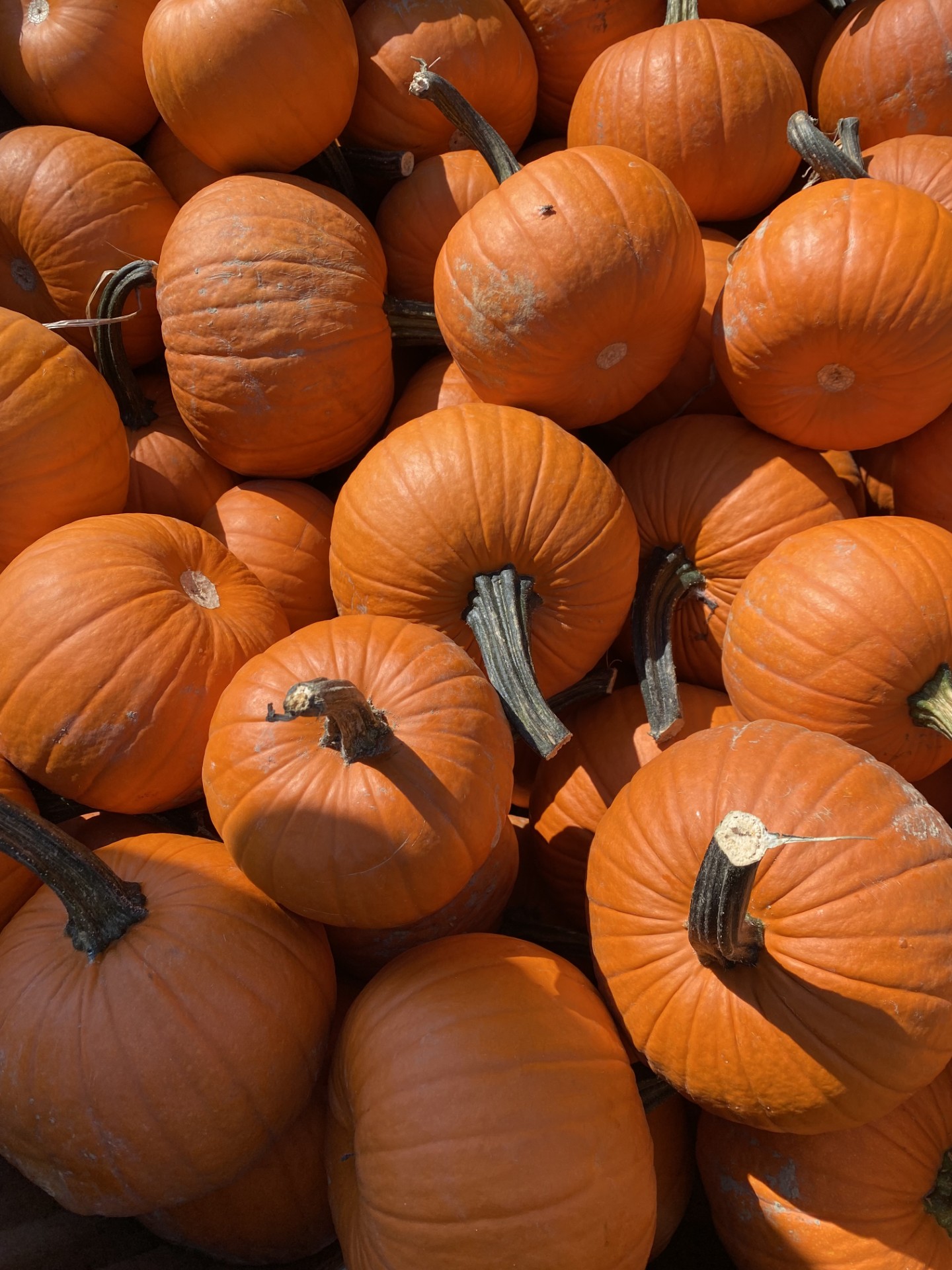 photo of pumpkins